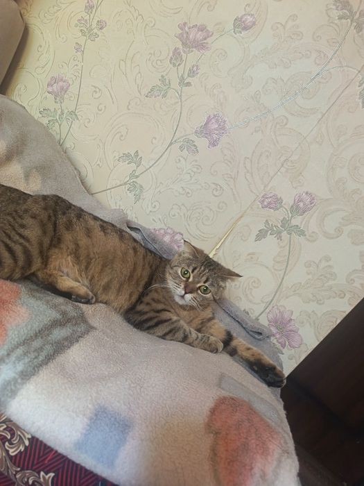 Мейн кун очаровательные котята