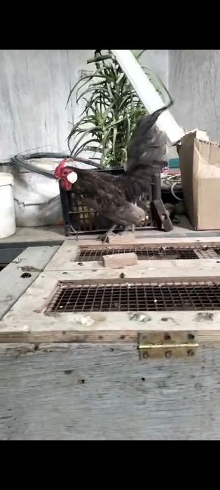 Петушок микс ява