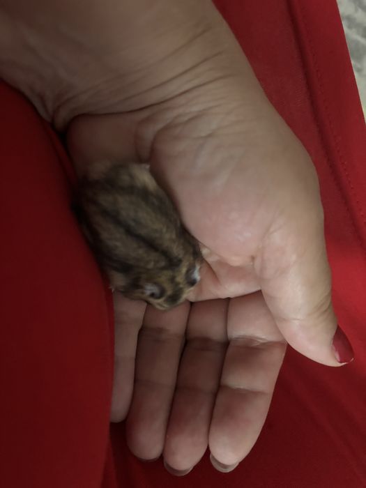 Продам молодых хомячков