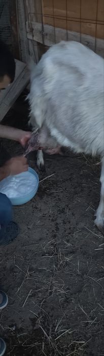 Zotdor zanin takalar sotiladi