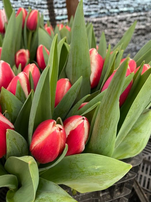 Продаю красивейшие тюльпаны