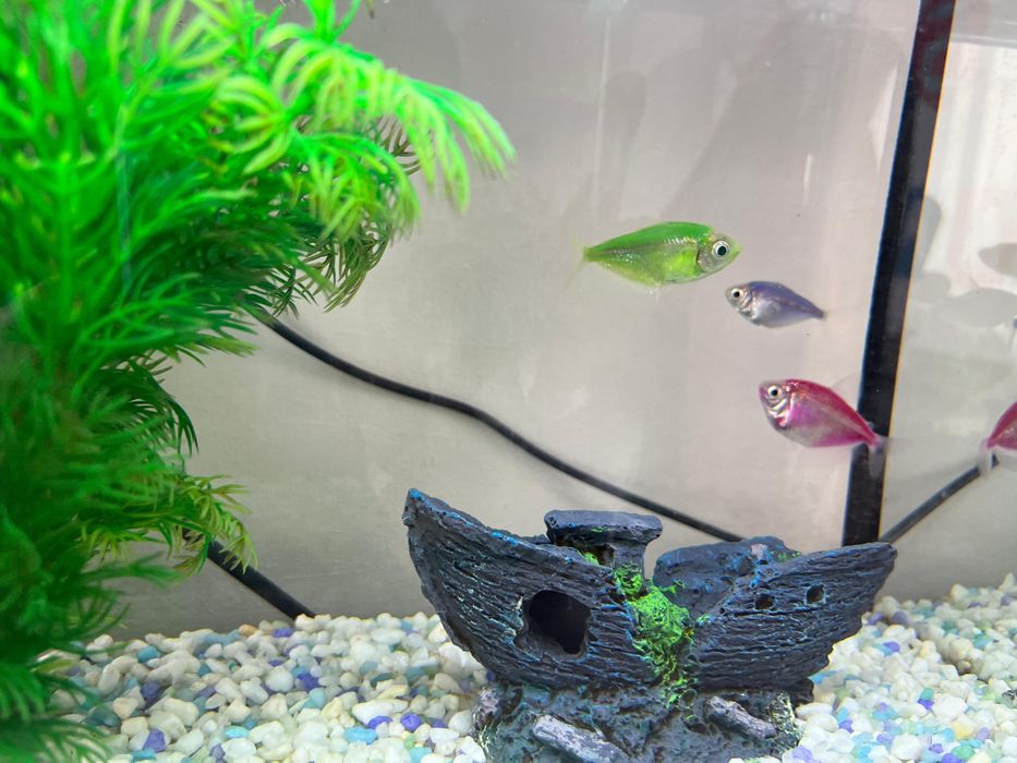 Продам аквариум с рыбками