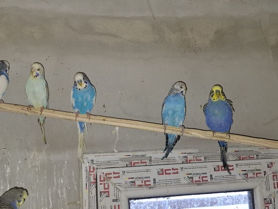 Papagali perusi tineret