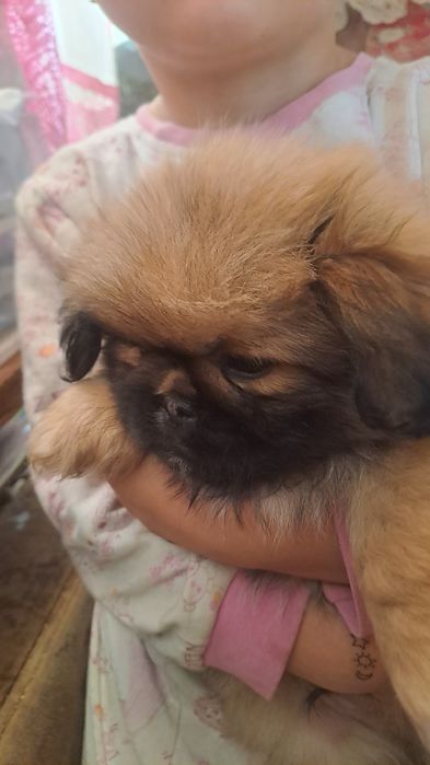 Щенки пекинесы. МАЛЬЧИКИ.