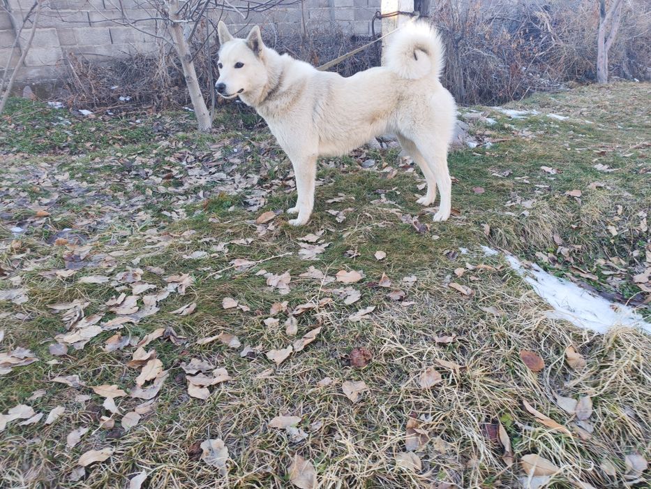 Продам лайку зсл