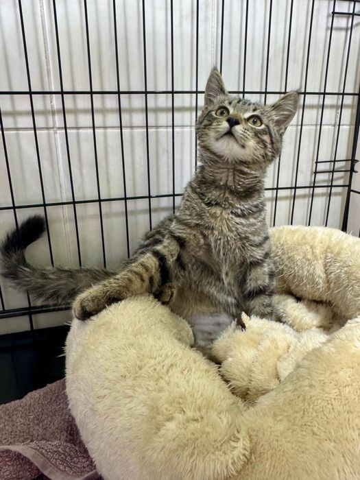 Котенок в добрые руки