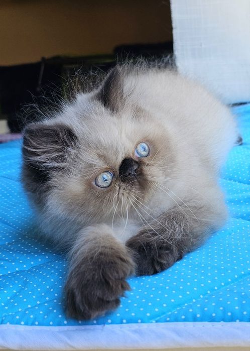Котенца персийски