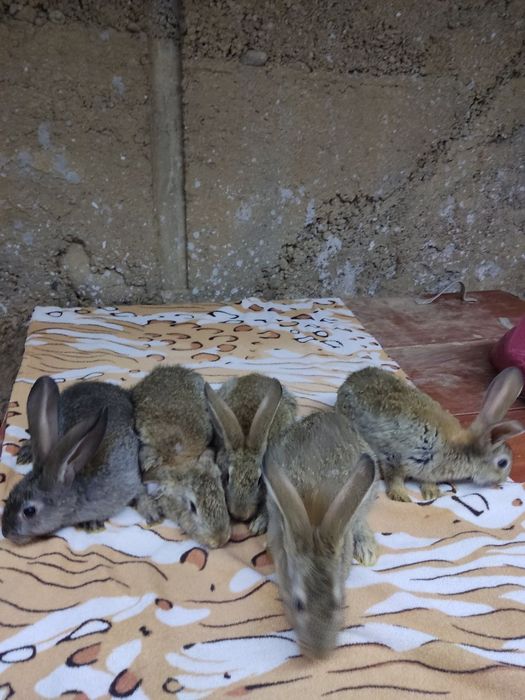 Velikan quyon bolalari sotiladi