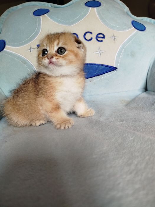 Котята золотая шиншилла