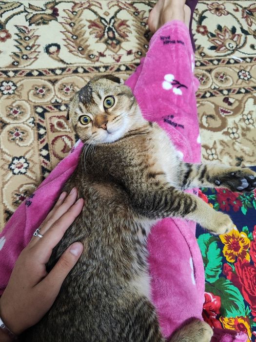 Mushuk  bolasi sotiladi sotiladi