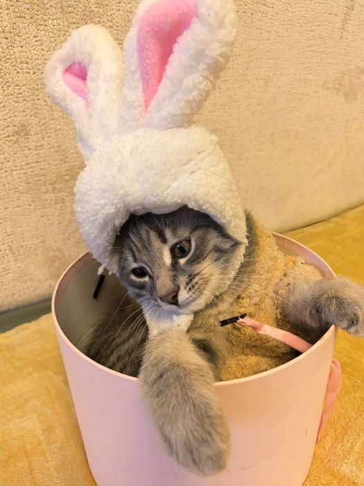 Котенок мальчик в добрые руки