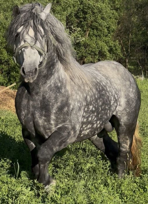 Armăsar 6 ani 1.70 foarte bland - Elegant fara defetc