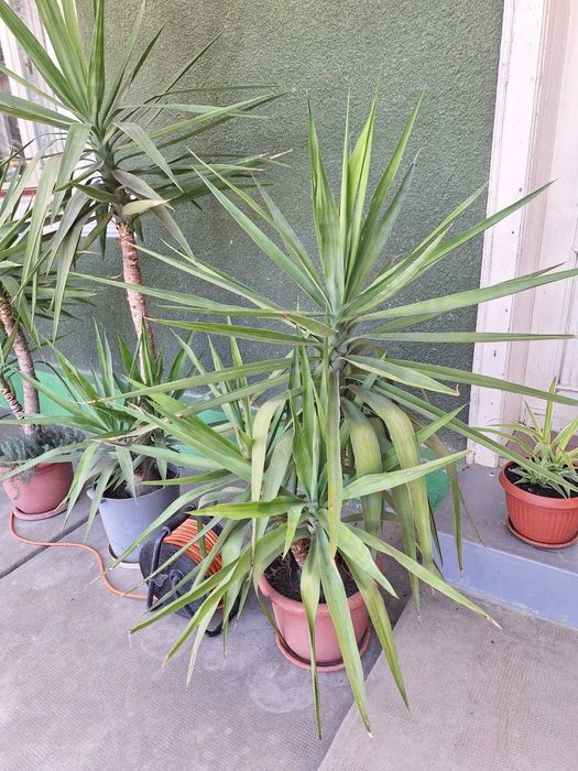 Yuka-floare la ghiveci