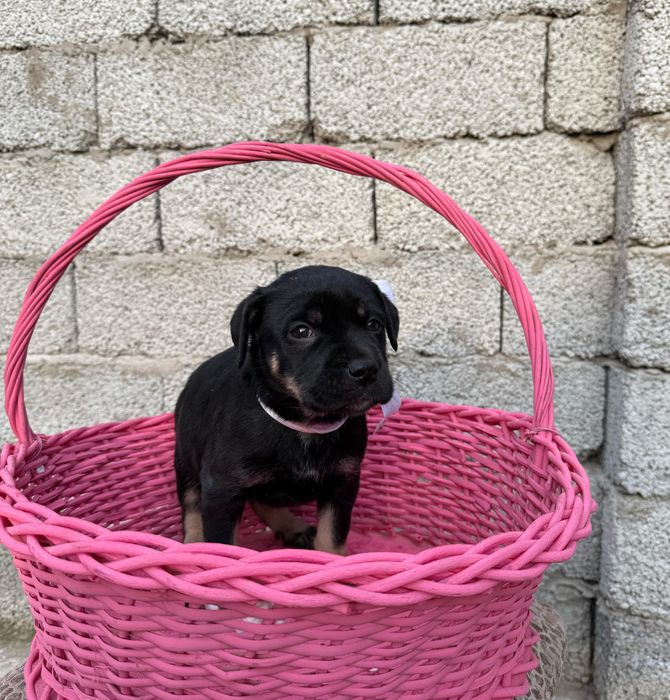 Отдаю щенков в добрые руки