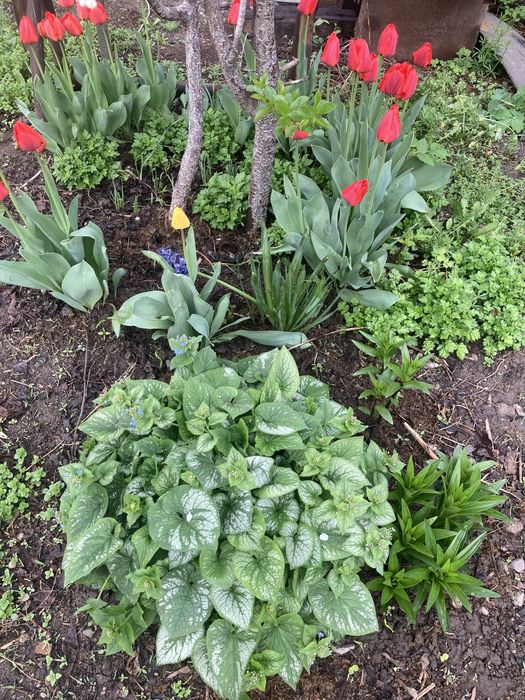 Продам рассаду цветов с сада