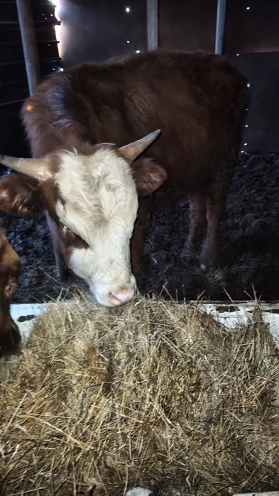 Продам бычка, откорм