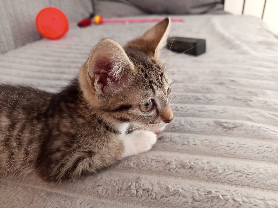 Отдам котенка даром