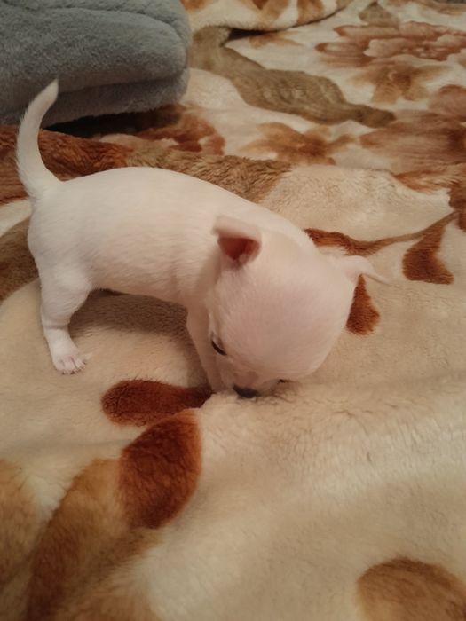 Кобель чихуахуа для вязки