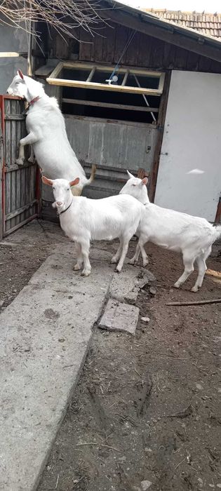 Tap Saanen si doua iedute