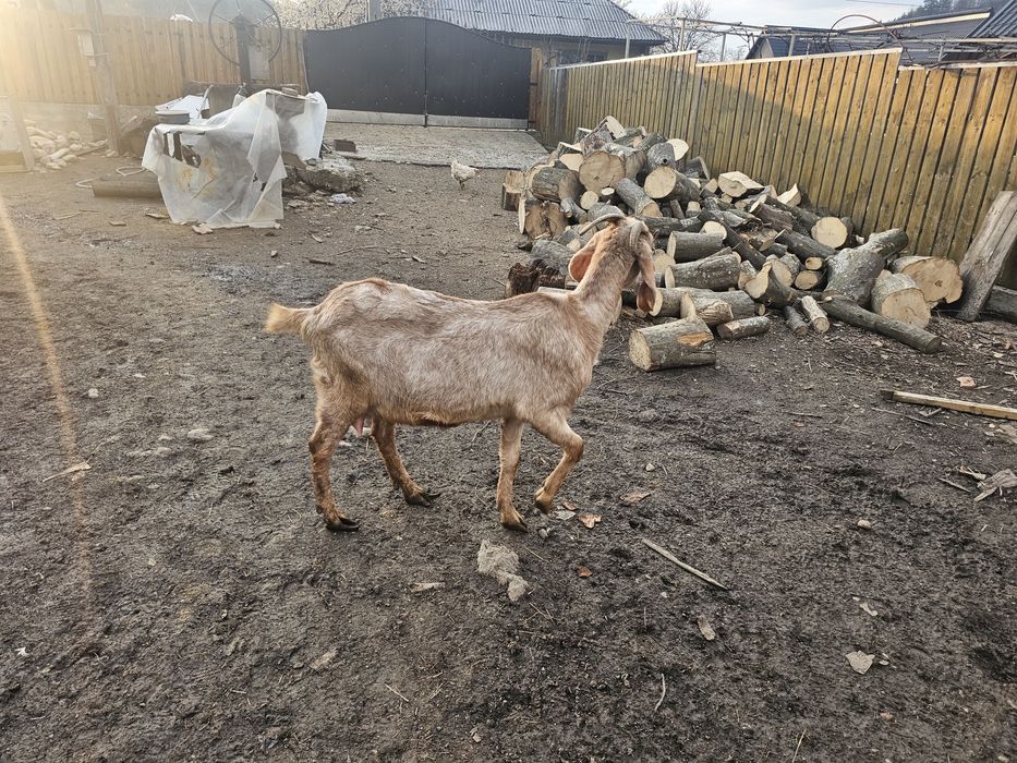 Capra si tap anglo-nubian cu pedigre