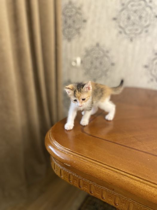 Екі марғау сатылады. 1 данасы 5000 тг