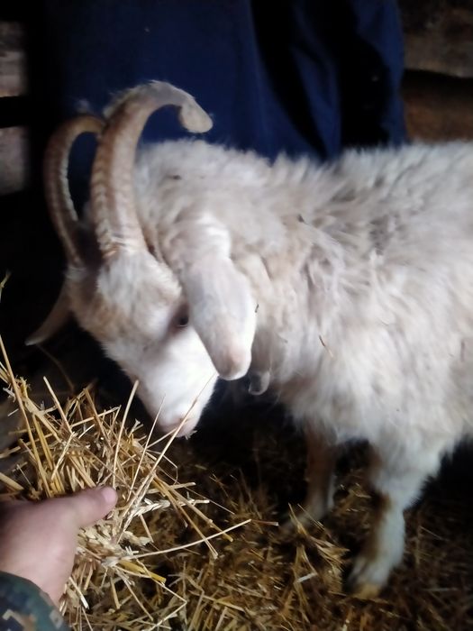 Продам козу 1,5 года