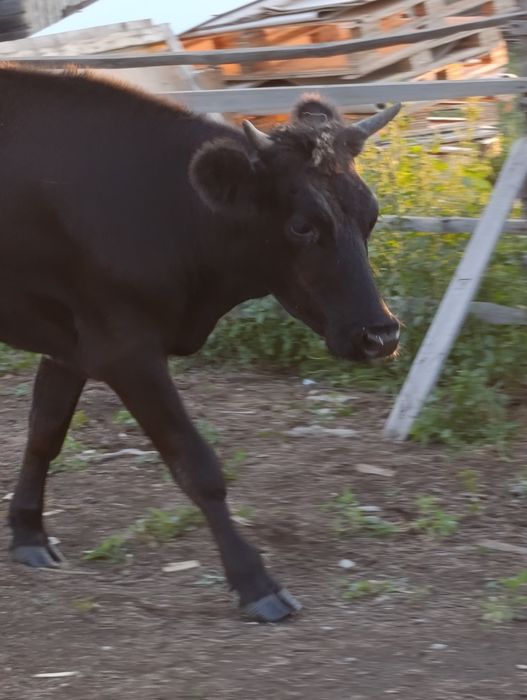 Продам стельных тёлок