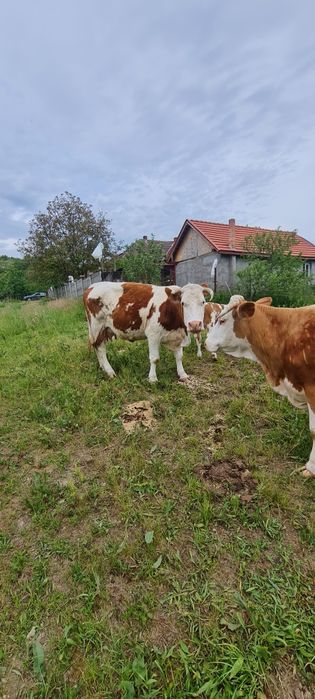 Vând vacii cu vițele