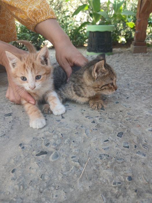 2 ta qizbola 1ta ogil bola hammasi 1tada beriladi
