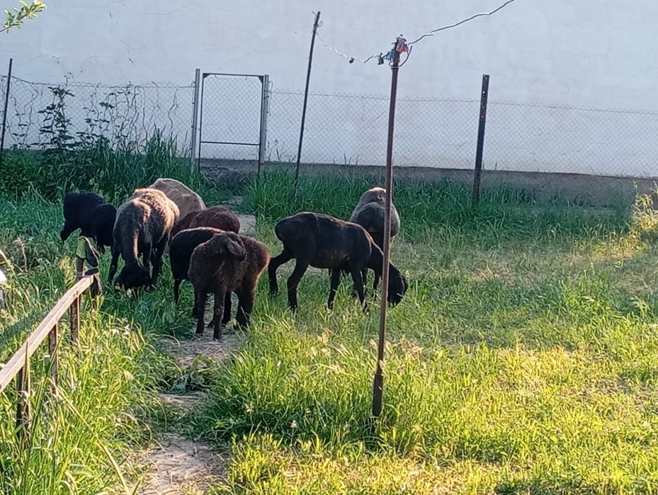 Бараны продам всех не выборочно