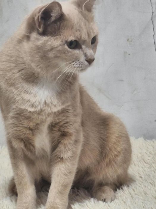 Отдам стерилизованную кошку.