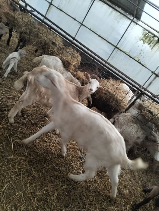 Vând capre originale