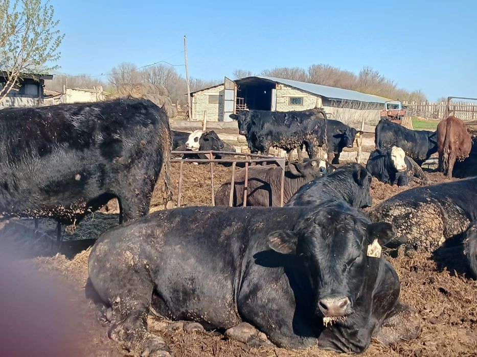 Продам быков ангусов