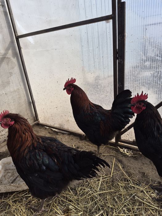 Петушок маран черно-медный.