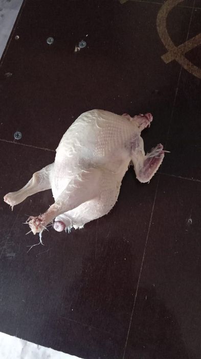 Перепелина, бөдене