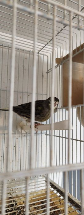 Schimb pereche canari cu turturele diamant