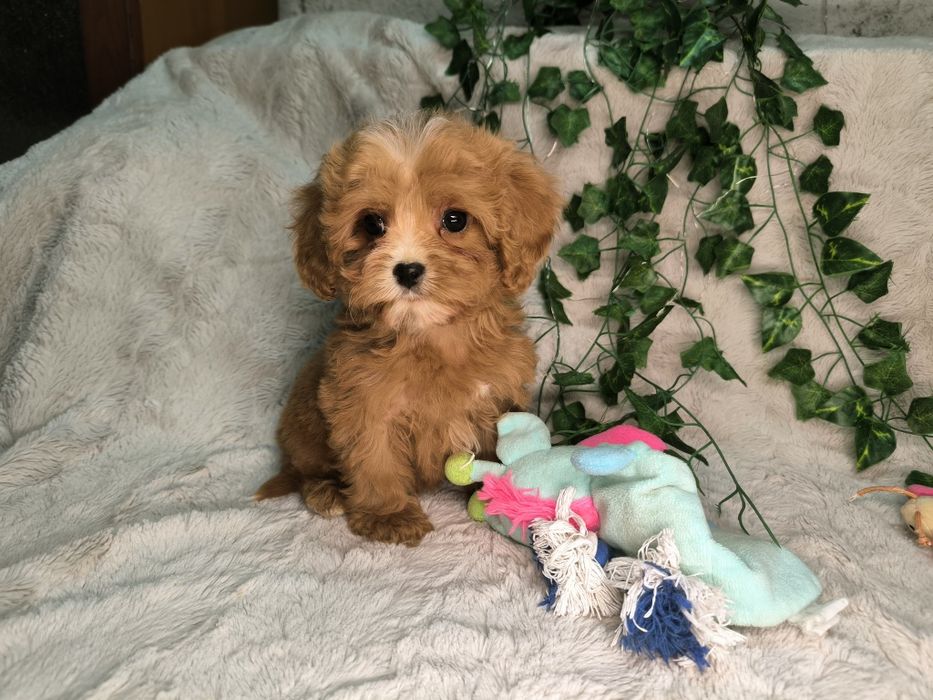 Vand fetita Cavapoo toy  red F1