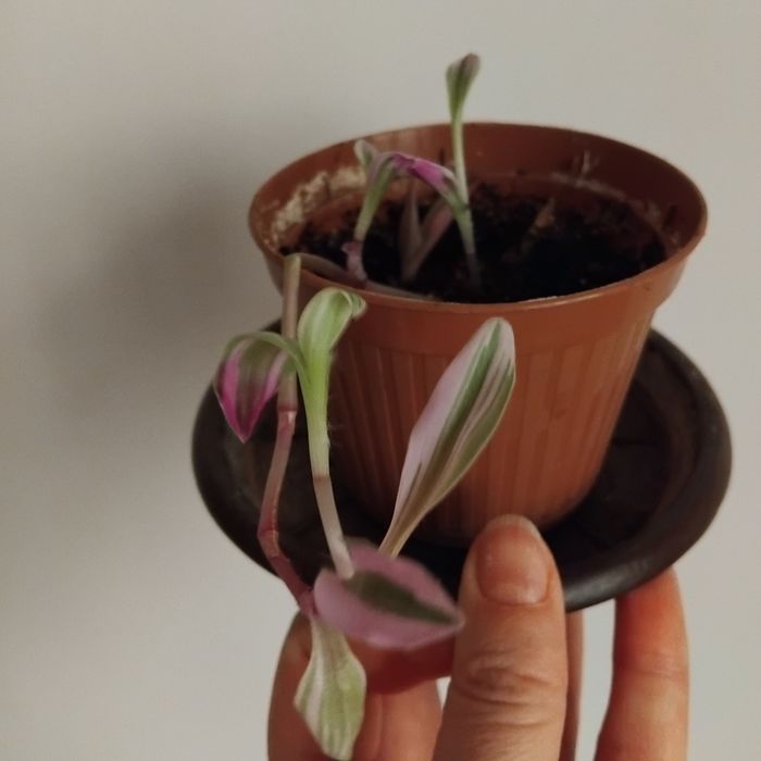 Plante de apartament