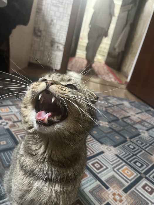 Шатлаская вислаухи