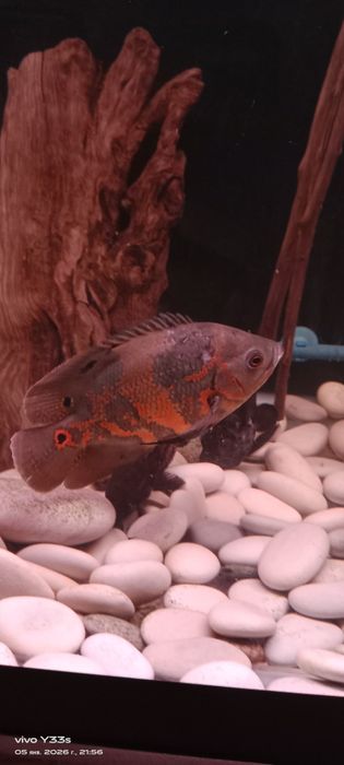 Астронотусы подростки