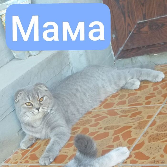 Продаются котята скоттиш фолд и скоттиш страйт