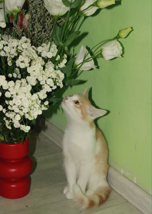 котёнок, 4 месяца