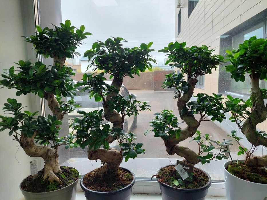 Бонсай дерево миллионера