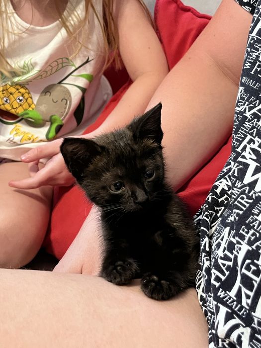 Котенок девочка