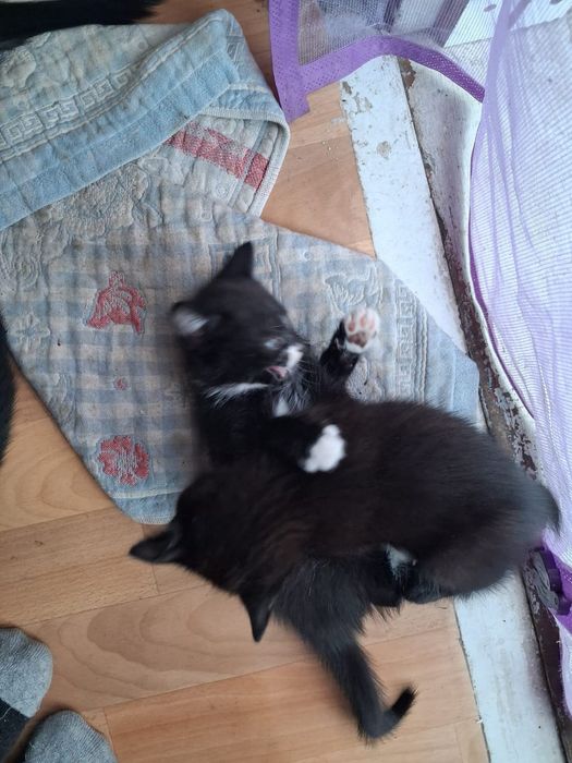 Катята два месяца