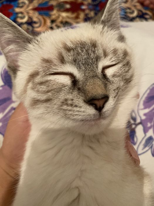 Кошка отдам хорошие руки
