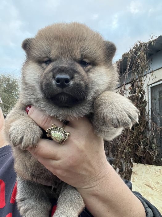 Щенки японской сибы