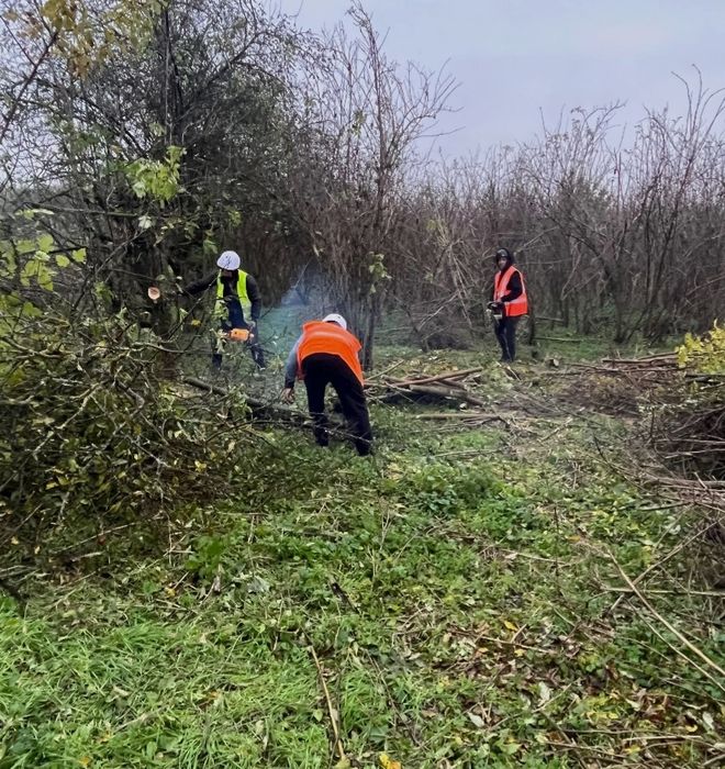 Defrisez si curat grădini