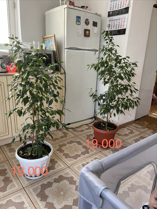 Цветы комнатные домашние