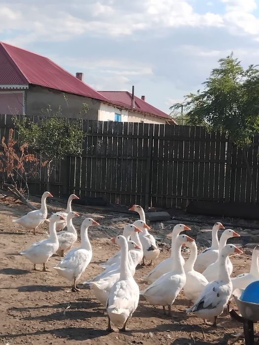 Vand boboci gasca